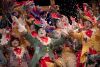 Coro, El gallinero - Gran Final